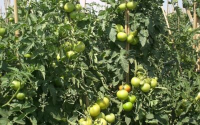 Ensaio com Fertium® Phós HF comprova: Substâncias húmicas aumentam a produtividade no tomateiro estaqueado
