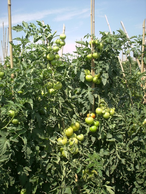 Ensaio com Fertium® Phós HF comprova: Substâncias húmicas aumentam a produtividade no tomateiro estaqueado