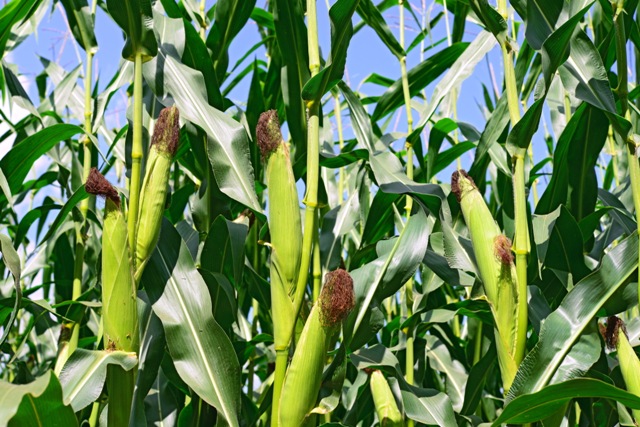 Linha de fertilizantes especiais alia produtividade e tolerância ao estresse hídrico