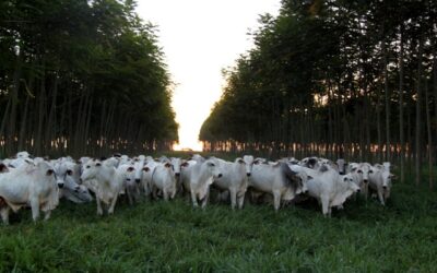 Embrapa abre inscrições para Dia de Campo sobre sistemas integrados