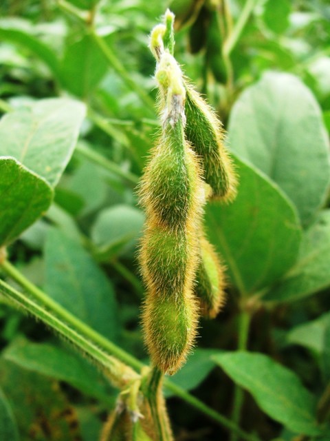 Inoculação com Bradyrhizobium garante alta produtividade na soja