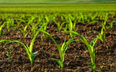 A conferência do clima e o agronegócio