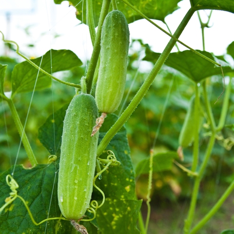 A receita líquida média do pepino pode chegar a R$ 6.000 - Crédito Shutterstock