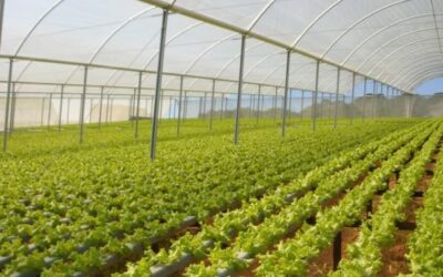 A proteção certa para seu cultivo hidropônico