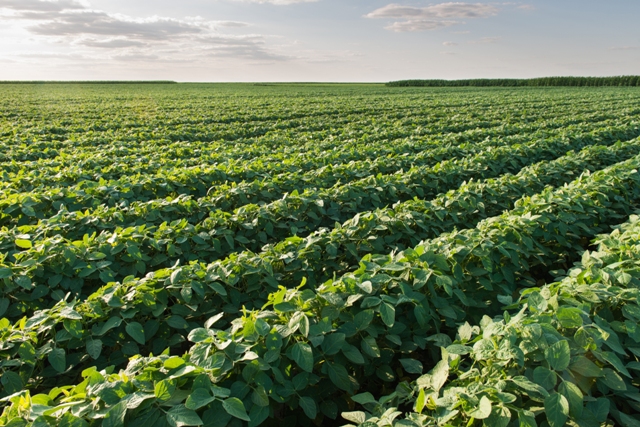 Foto 02 - Com uso da linhaGeofert, o produtor aumenta a produtividade em três sacas por hectare - Crédito Shutterstock