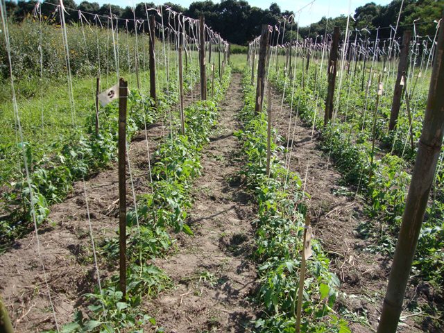 No Brasil, o cultivo de tomate cereja orgânico ainda é muito pouco explorado - Crédito Evandro Pereira Costa