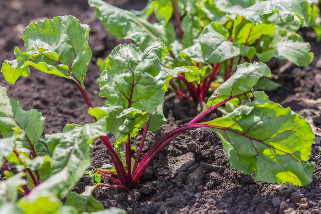 Os fertilizantes organominerais podem melhorar a eficiência agronômica do solo - Crédito Shutterstock