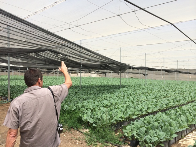 O Suncover Blue potencializa a atividade fotossintética das plantas