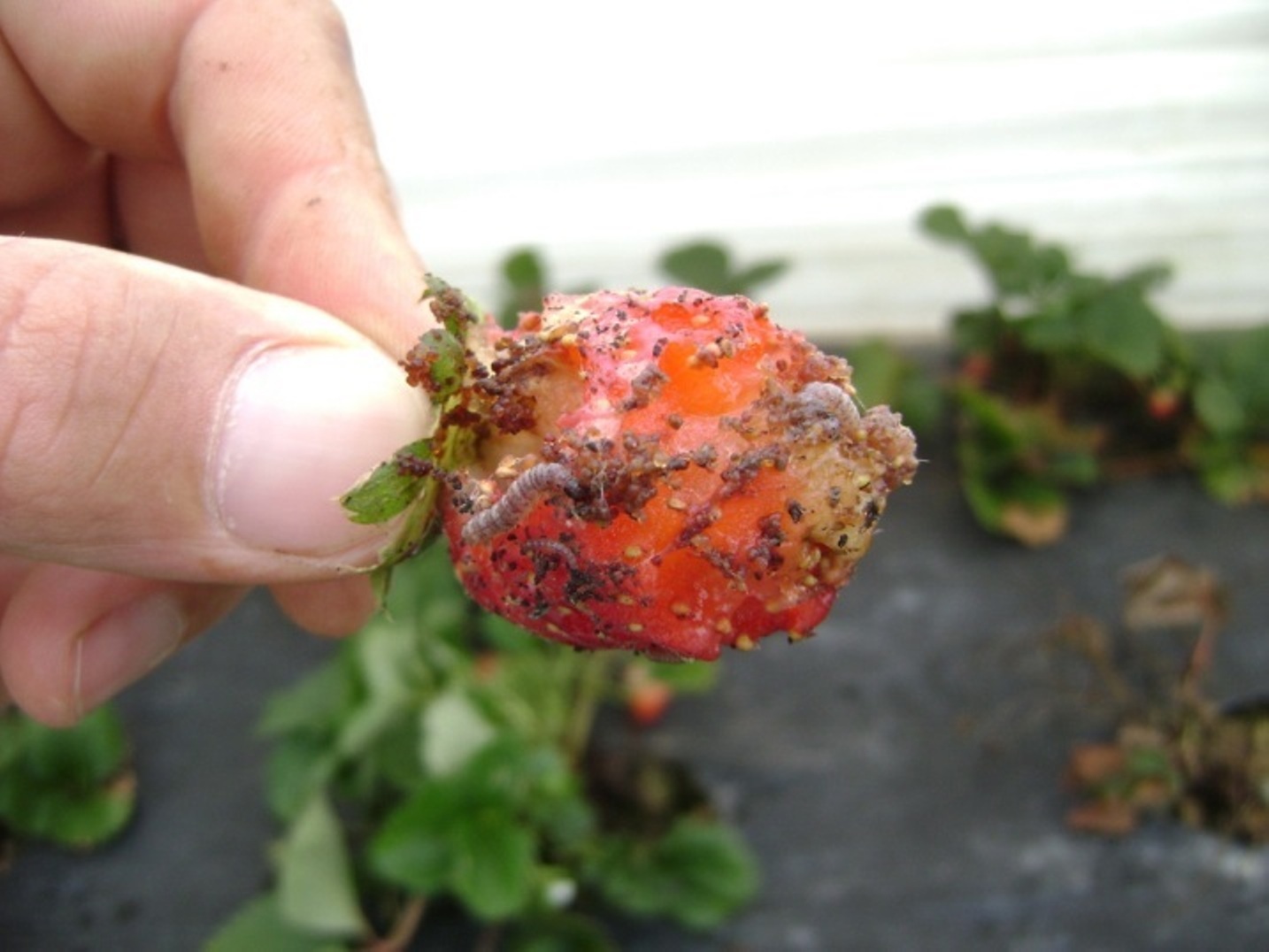 Spodoptera eridania em fruto de morango Créditos Dirceu Pratissoli