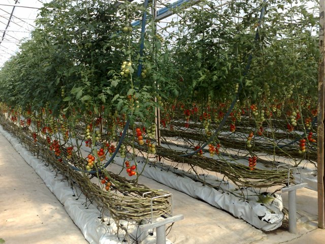 O cultivo do tomate orgânico é viável tanto em campo aberto quanto em estufas - Crédito Valério Maldonado