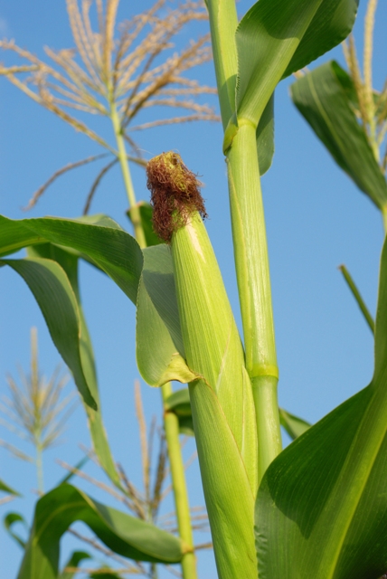 Os inoculantes possuem efeitos bioestimulantes e bioprotetores - Crédito Shutterstock