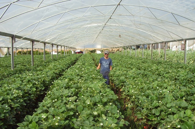 Produtores da serra gaúcha iniciaram plantios de morango em substrato com casca de arroz - Crédito-Maxxi-Mudas