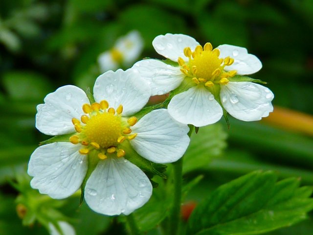 Uma boa florada garante alta produtividade - Crédito Pixabay