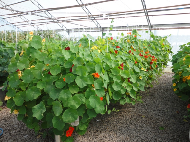 Entre os benefícios da produção de flores em hidroponia está a maior garantia de qualidade do produto - Crédito Janine Farias