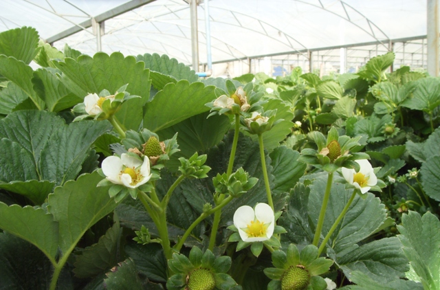 Produtores da serra gaúcha iniciaram plantios de morango em substrato com casca de arroz - Crédito-Maxxi-Mudas