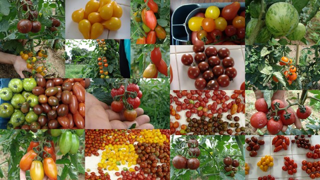 Além do tomate cereja vermelhinho e redondo, existe a possibilidade de outras cores e formatos - Crédito Antônio Carlos Abboud