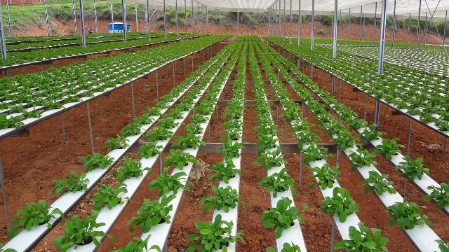 A rúcula cultivada em hidroponia encurta o ciclo em 10 dias - Crédito: Waldomiro Borba