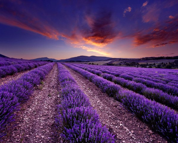 A lavanda é uma especiaria utilizada em vários setores, desde farmacêutico ao medicinal - Crédito SXC