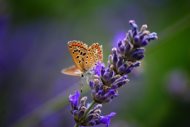 A lavanda é uma especiaria utilizada em vários setores, desde farmacêutico ao medicinal - Crédito SXC