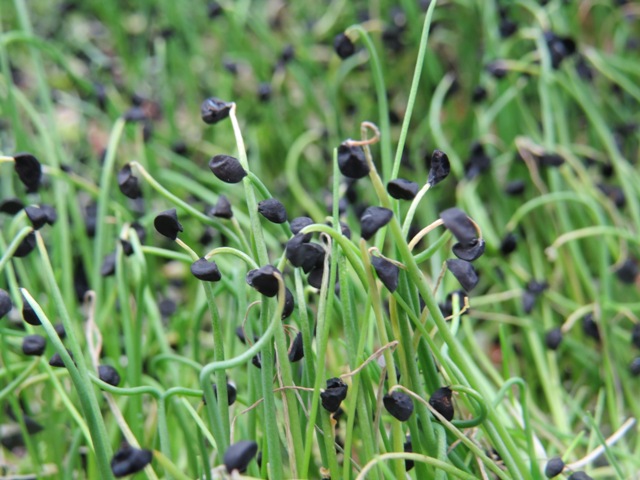 Microverde é a fase da planta após a germinação e antes das folhas totalmente desenvolvidas - Crédito Tom Oberlin