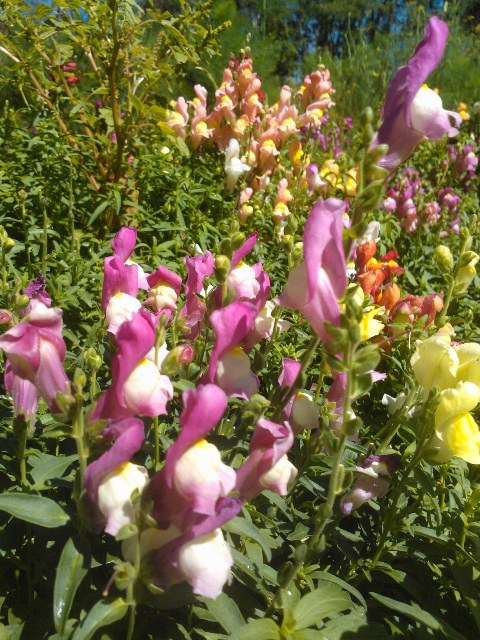 O Jardins das Ervas Dei Falci é pioneiro na produção de flores comestíveis em Minas Gerais - Crédito Divulgação