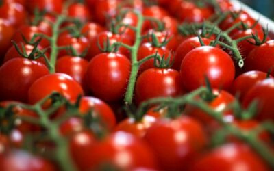 Bayer CropScience leva tecnologia para a produção de tomate