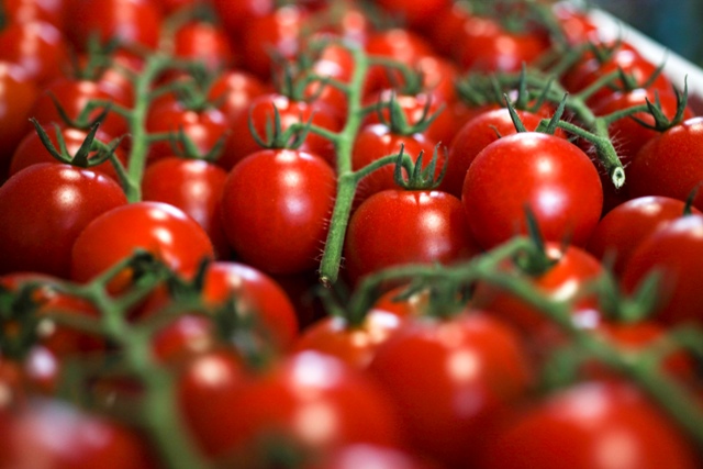 Bayer CropScience leva tecnologia para a produção de tomate