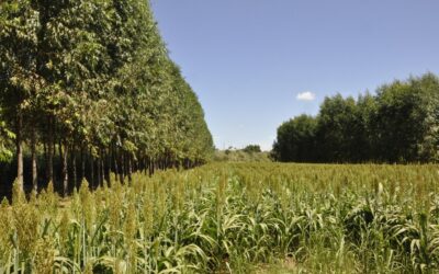 Embrapa e IFC Campus Concórdia promovem seminário sobre Integração Lavoura-Pecuária-Floresta