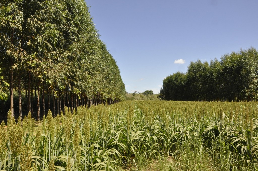 Embrapa e IFC Campus Concórdia promovem seminário sobre Integração Lavoura-Pecuária-Floresta