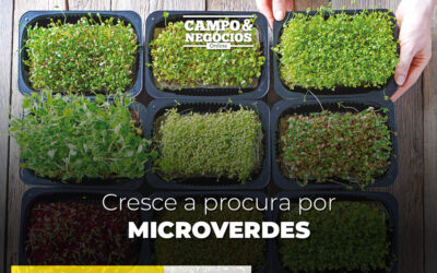 Cresce a procura por microverdes