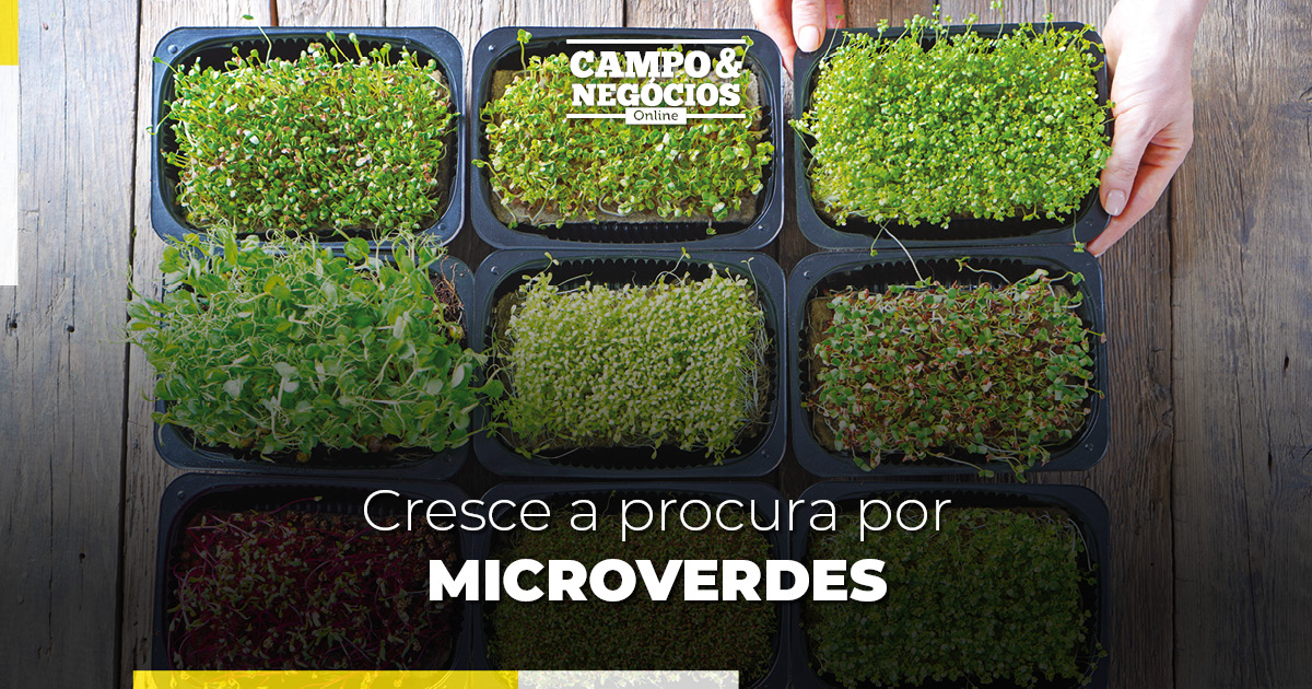 Cresce a procura por microverdes