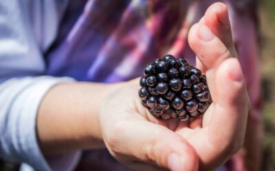 Produção de frutas vermelhas surgem como fonte de renda no Sul de Minas