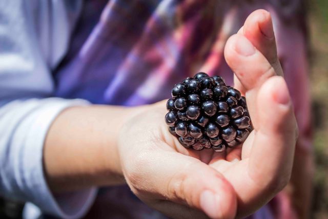 Produção de frutas vermelhas surgem como fonte de renda no Sul de Minas