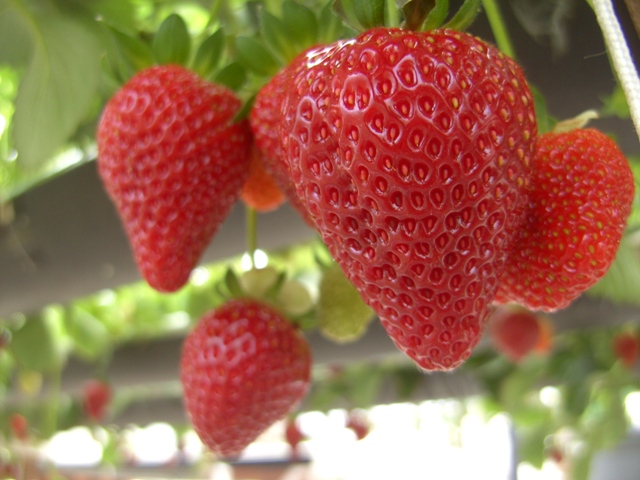 Morango cultivado em substrato ou em semi-hidroponia