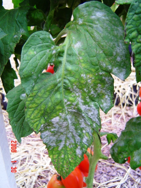 OÃ­dio em tomateiro - Crédito UFRGS  (Bom Verdi)