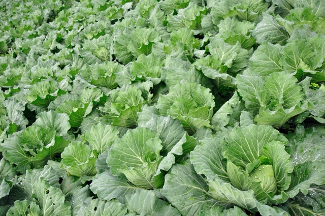 Plantação de couve-flor - Crédito Shutterstock