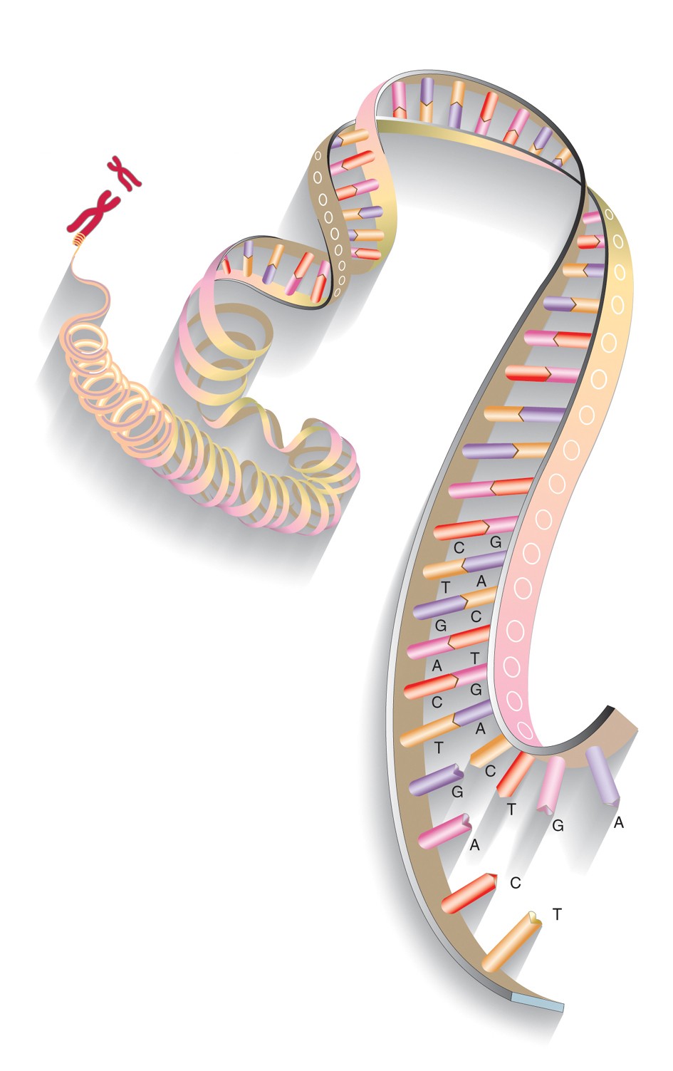 Transgênicos - DNA 01 - Crédito CIB