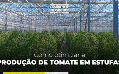 Como otimizar a produção de tomate em estufas?