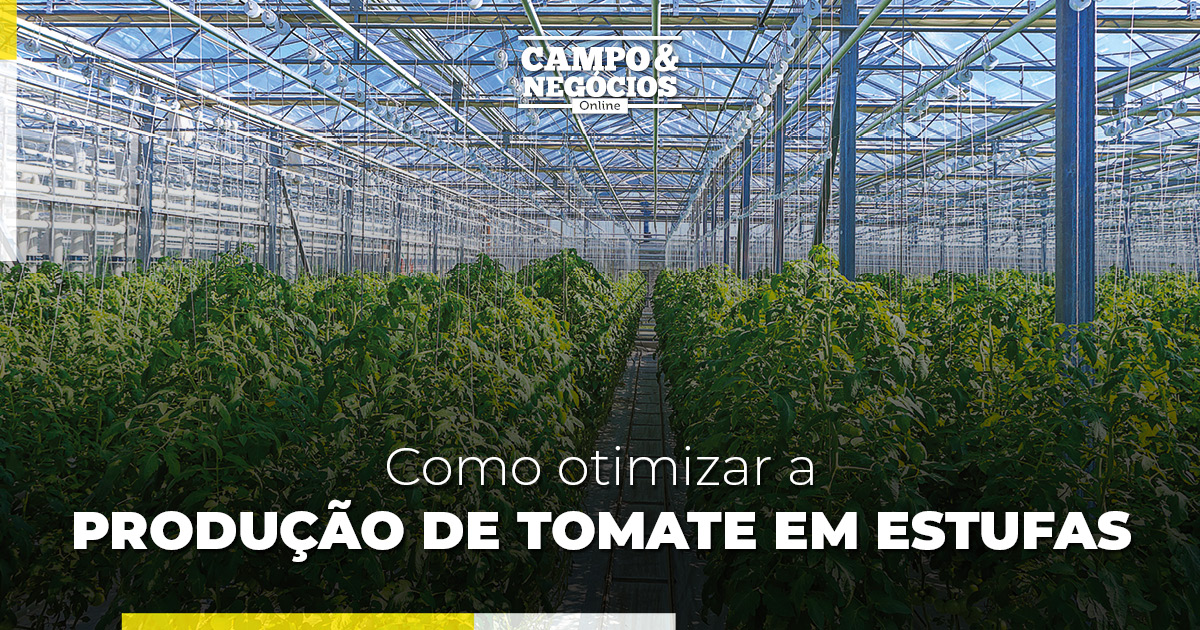 Como otimizar a produção de tomate em estufas?