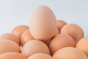 Exportações de ovos crescem 69,5% em 2024
