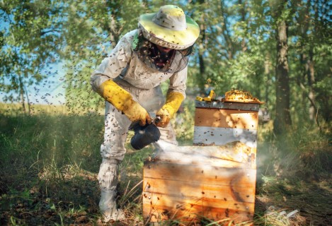 ‘Poliniza’: conheça o projeto de consórcio de abelhas com pomares de laranja orgânicos