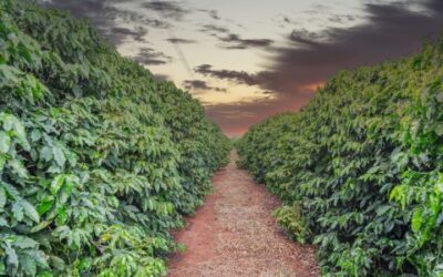 Consumidores pedem e cultivo de café está cada vez mais sustentável