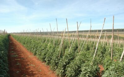 Resistência ao vira-cabeça é exigência no plantio de tomate