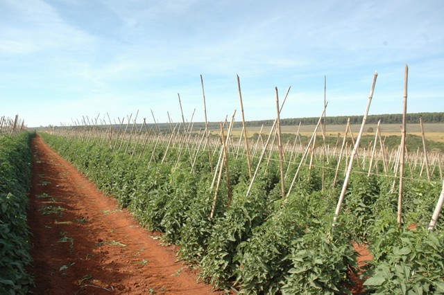 Resistência ao vira-cabeça é exigência no plantio de tomate