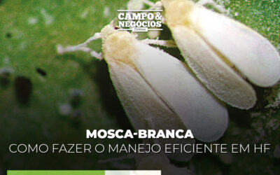 Mosca-branca: como fazer o manejo eficiente em HF