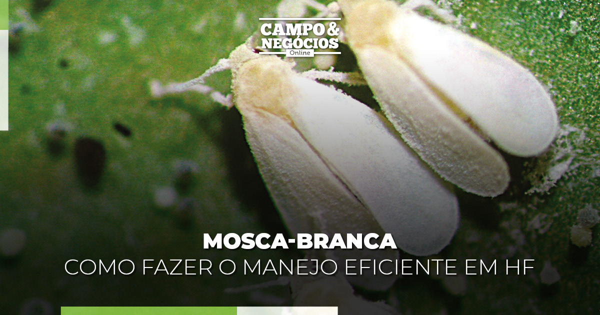 Mosca-branca: como fazer o manejo eficiente em HF