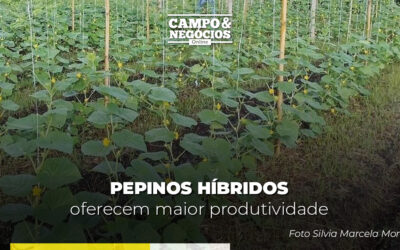 Pepinos híbridos oferecem maior produtividade