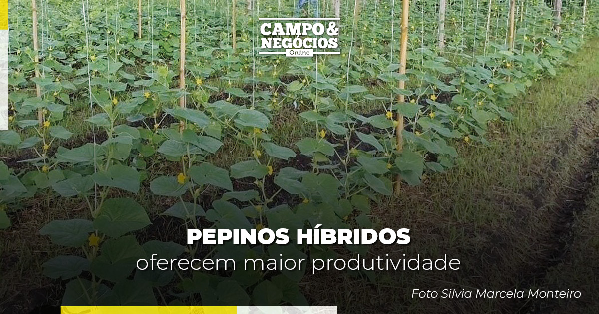 Pepinos híbridos oferecem maior produtividade