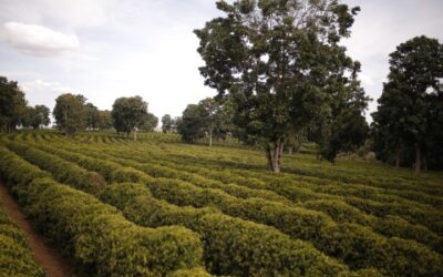 Federação dos Cafeicultores do Cerrado participa de três eventos estratégicos na região