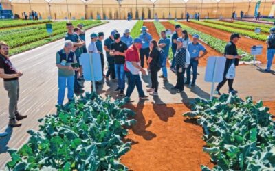 Dia de Campo da Agristar aquece mercado brasileiro de horticultura